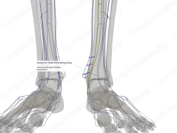Posterior Tibial Perforating Veins (Left)