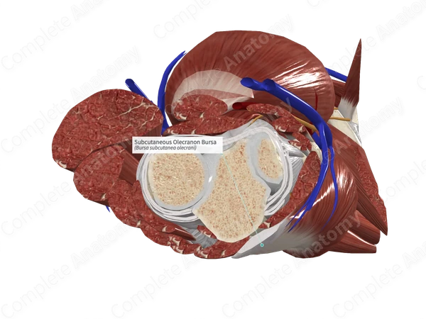 Subcutaneous Olecranon Bursa