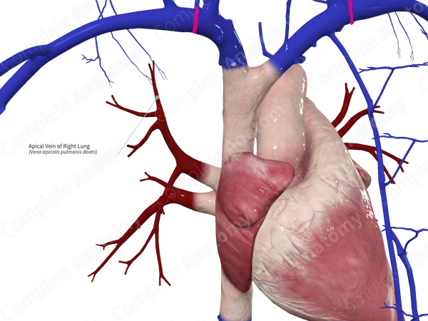 Apical Vein of Right Lung