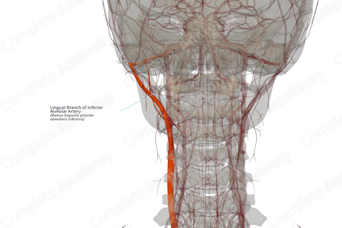 Lingual Branch of Inferior Alveolar Artery (Right)