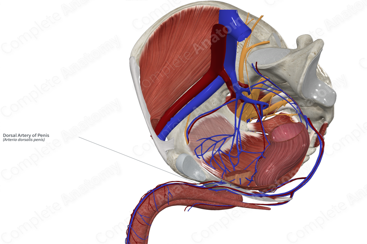 Dorsal Artery of Penis 