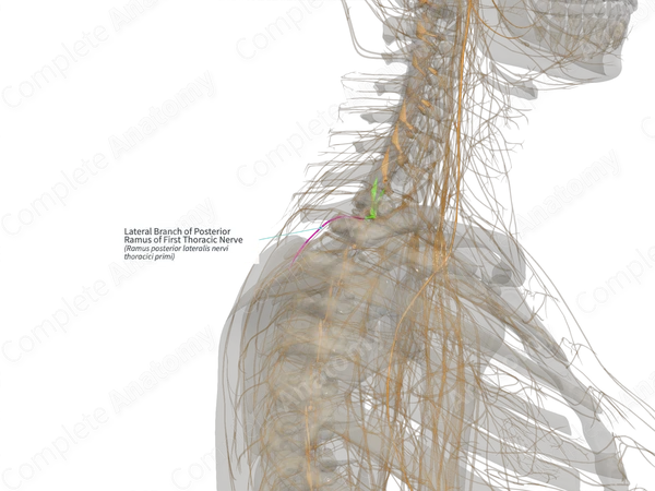 Lateral Branch of Posterior Ramus of First Thoracic Nerve (Left)