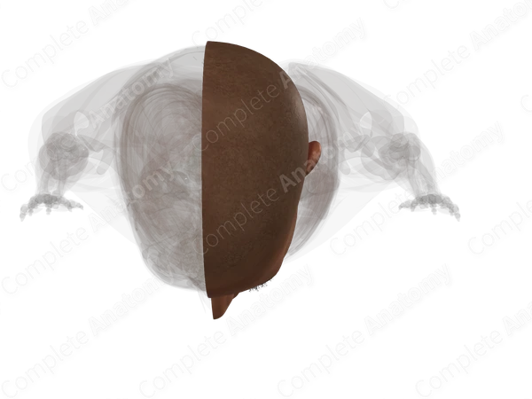Skin (Head; Left)