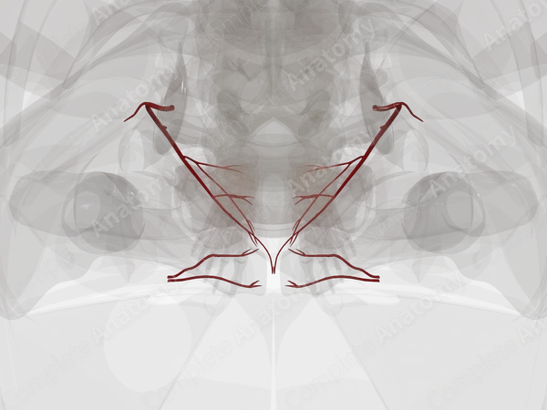 Arteries of Urogenital Triangle