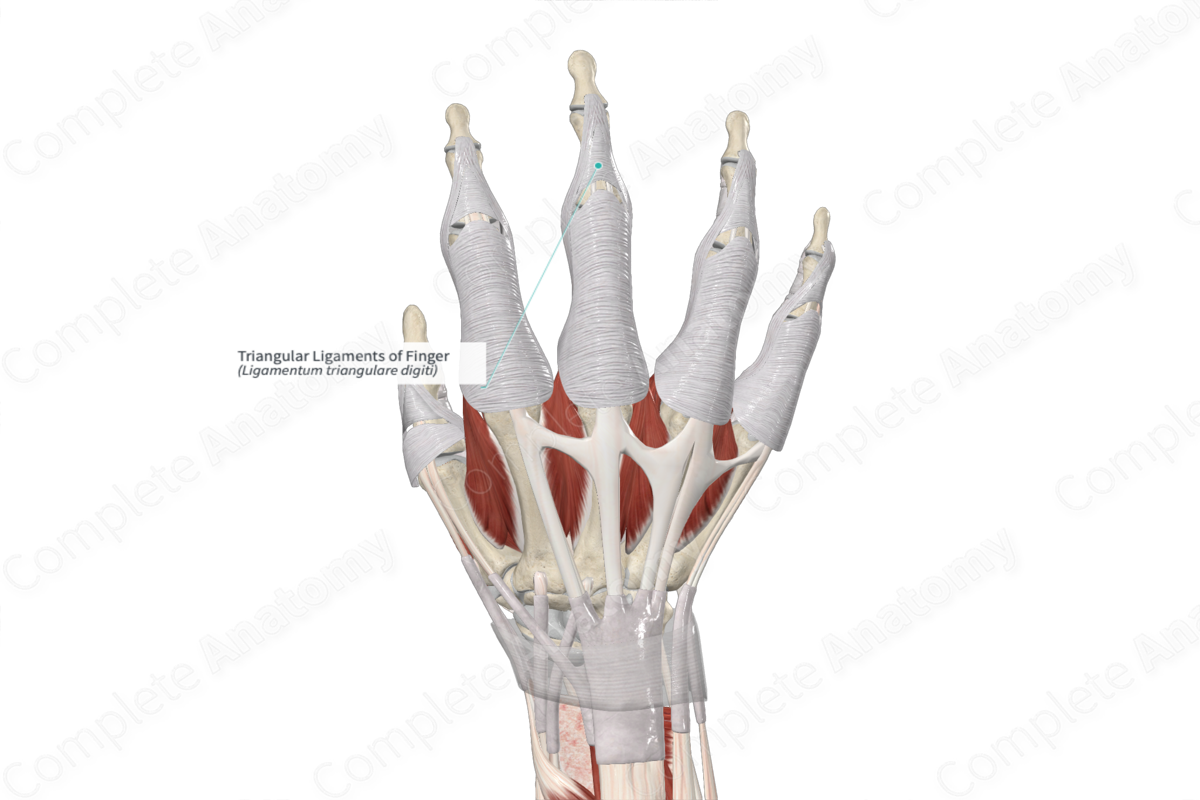 Triangular Ligaments of Finger 