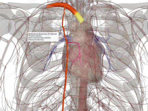 Mediastinal Branches of Internal Thoracic Artery (Right)