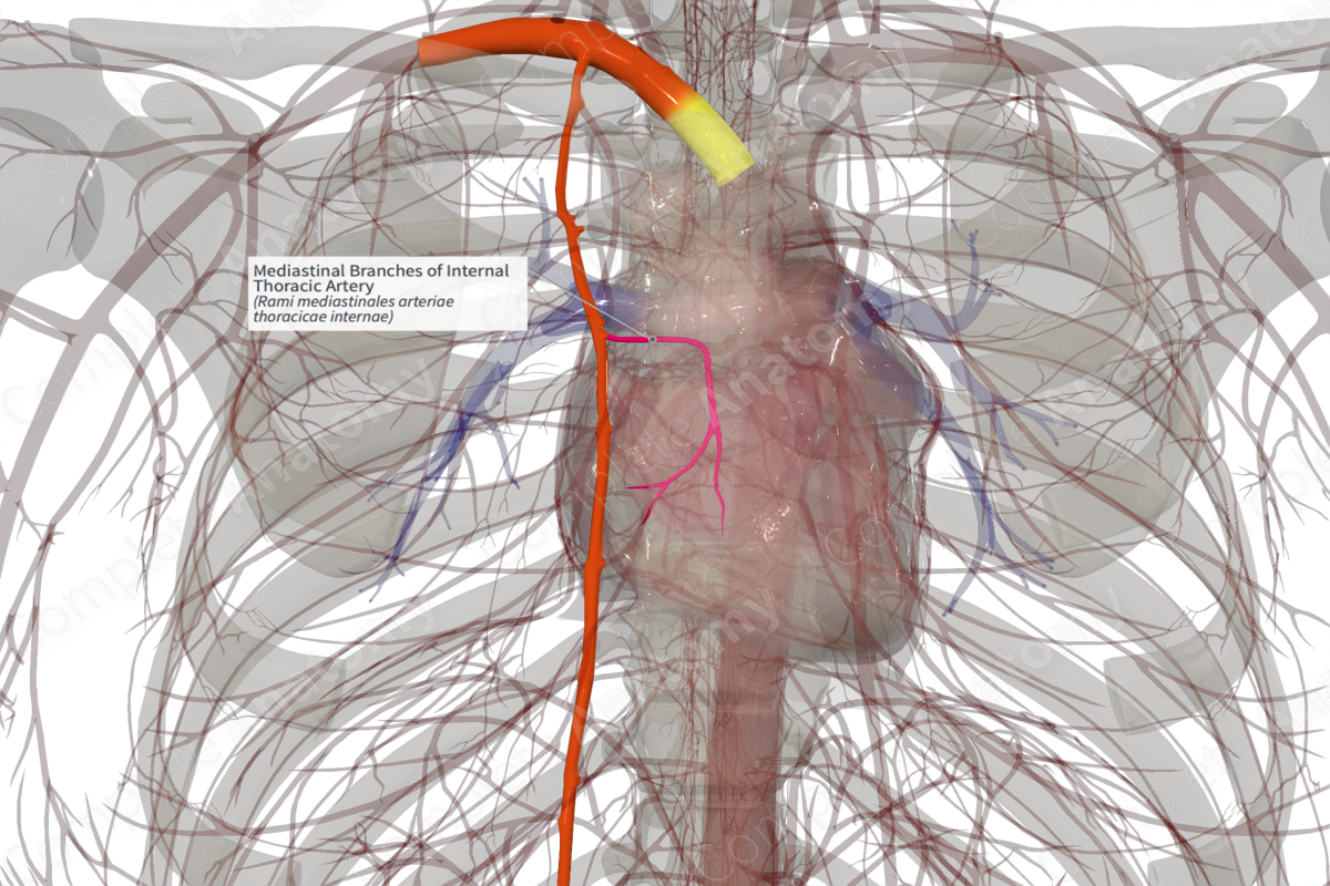 Mediastinal Branches of Internal Thoracic Artery (Right)