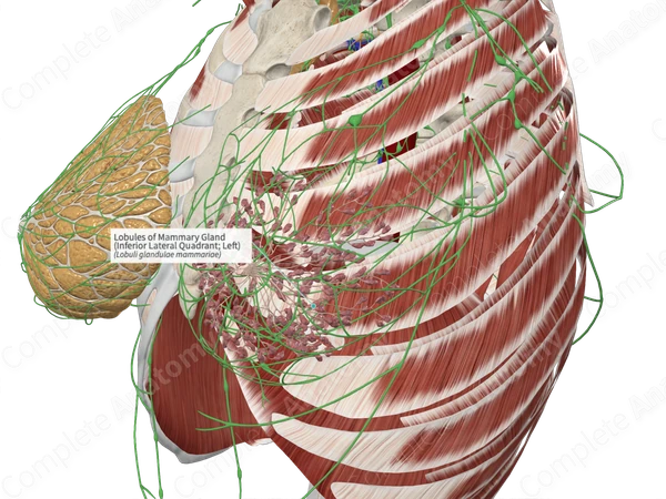 Lobules of Mammary Gland (Inferior Lateral Quadrant; Left)