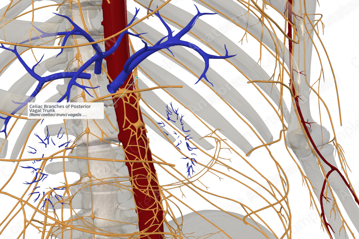 Celiac Branches of Posterior Vagal Trunk