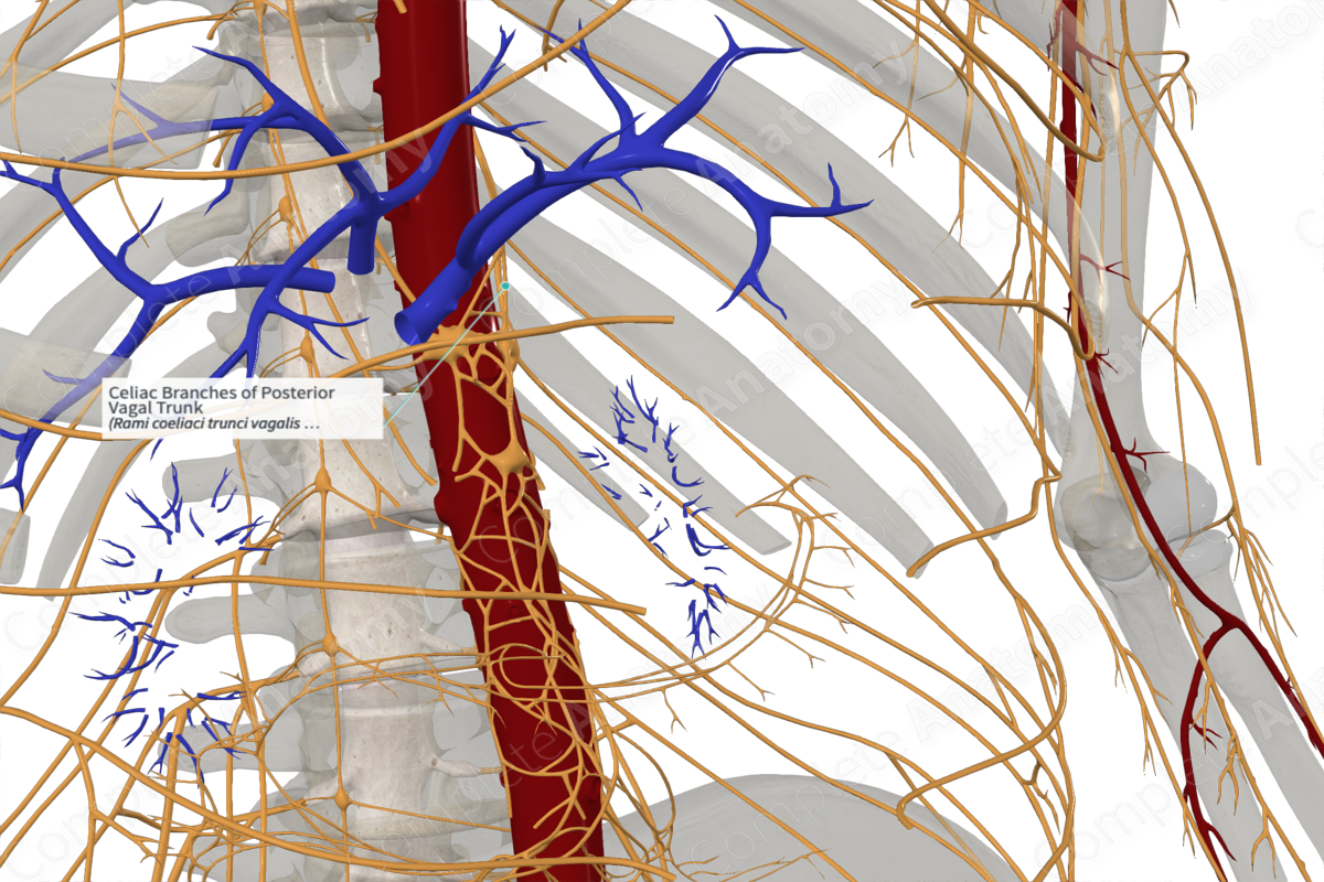 Celiac Branches of Posterior Vagal Trunk Complete Anatomy