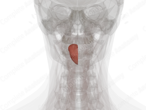 Intrinsic Muscles of Tongue (Left)