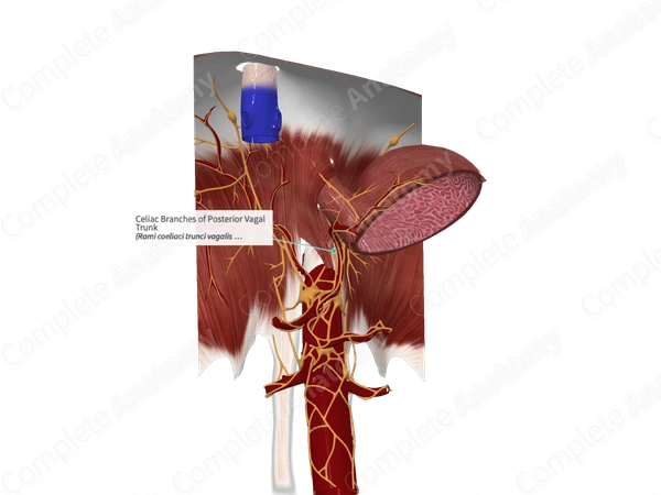 Celiac Branches of Posterior Vagal Trunk