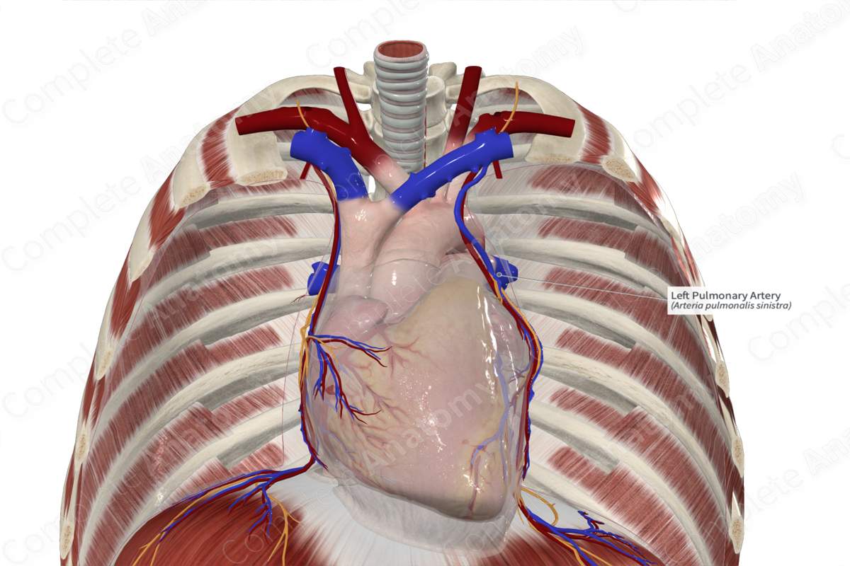 Left Pulmonary Artery