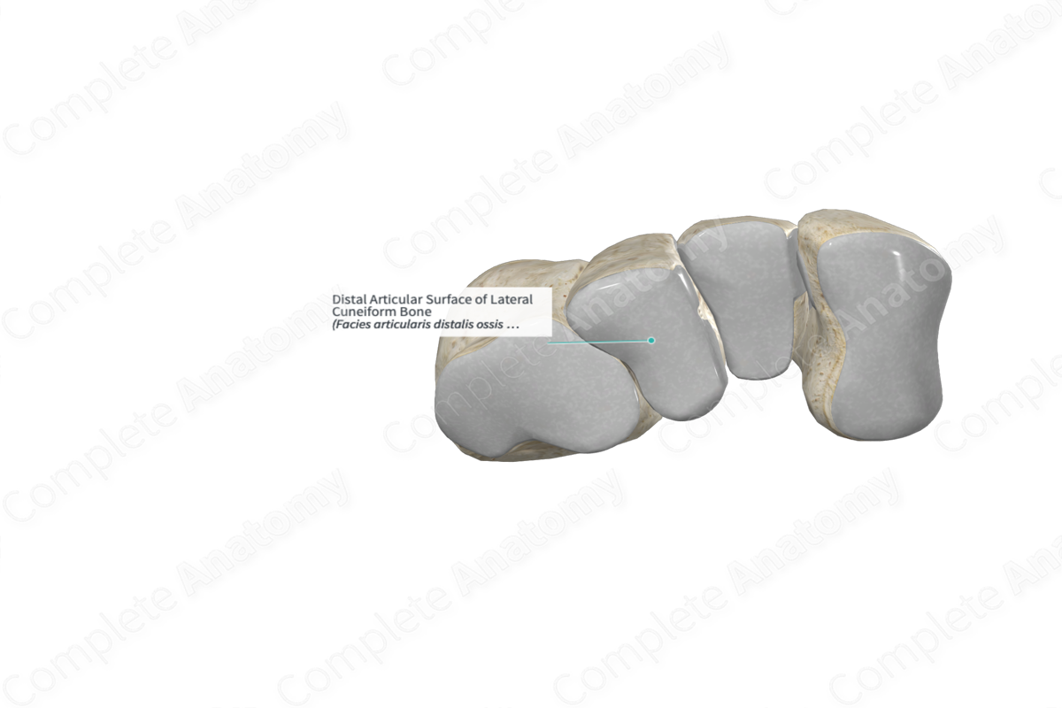 Distal Articular Surface of Lateral Cuneiform Bone 