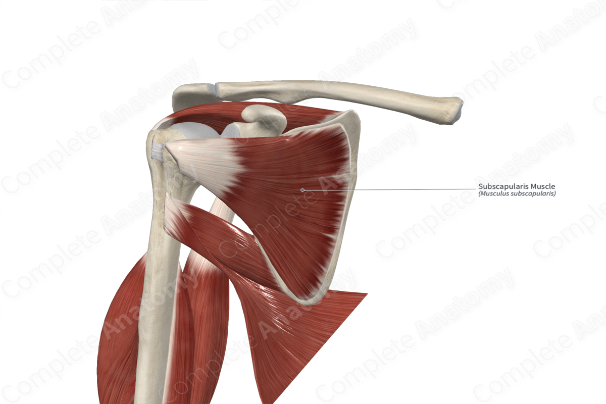 Subscapularis Muscle 