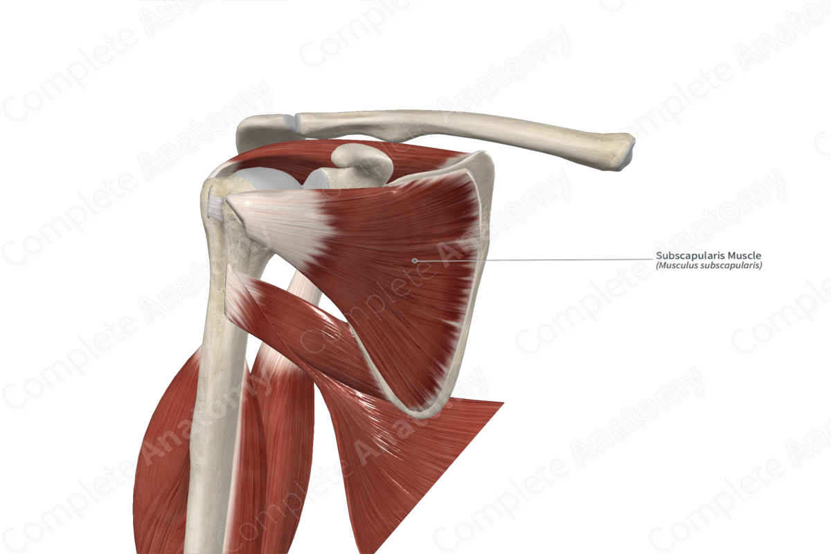 Subscapularis Muscle | Complete Anatomy