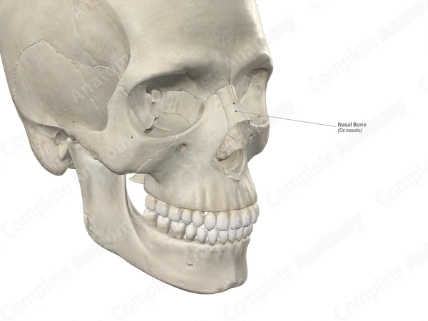 Nasal Bone 