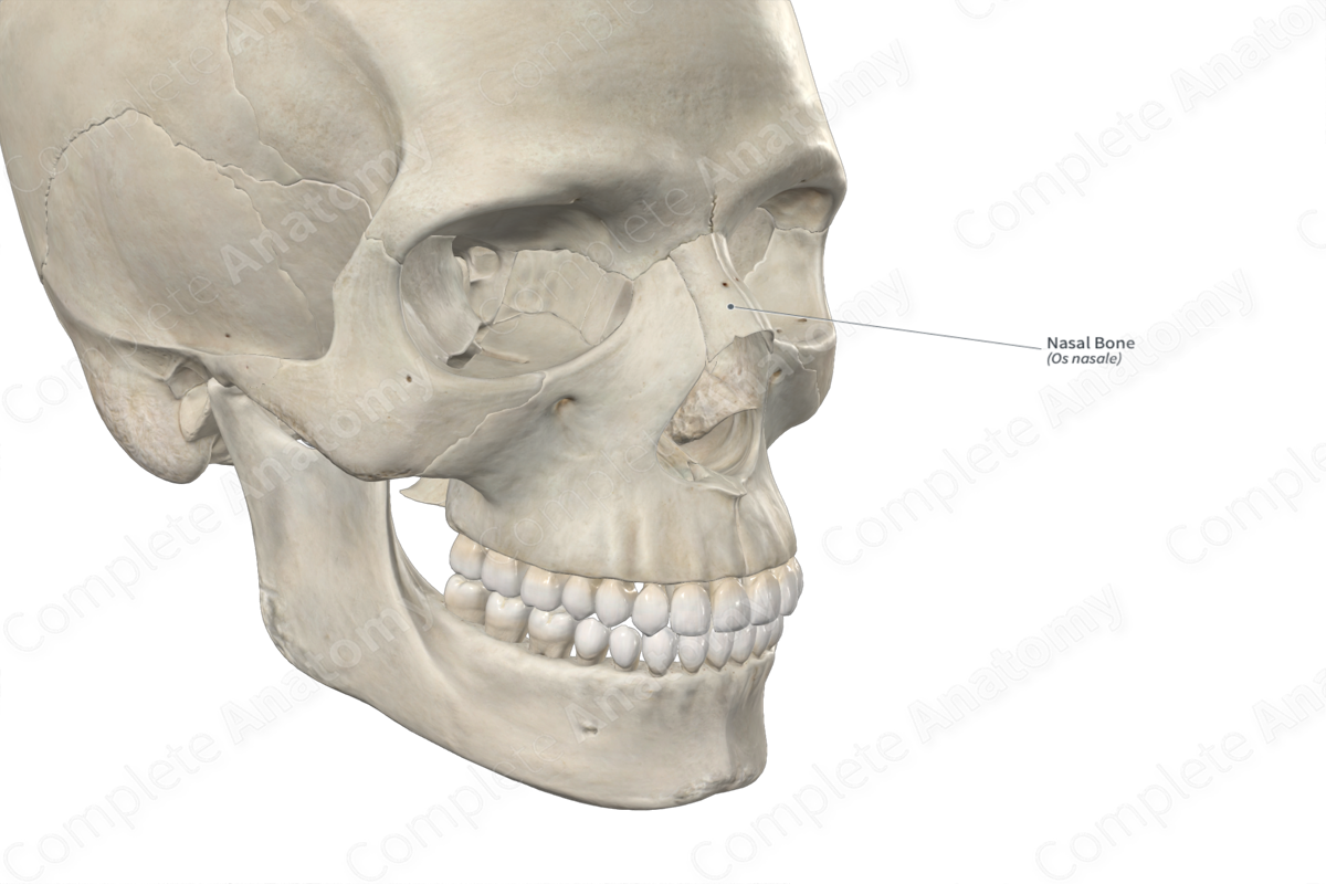 Nasal Bone 