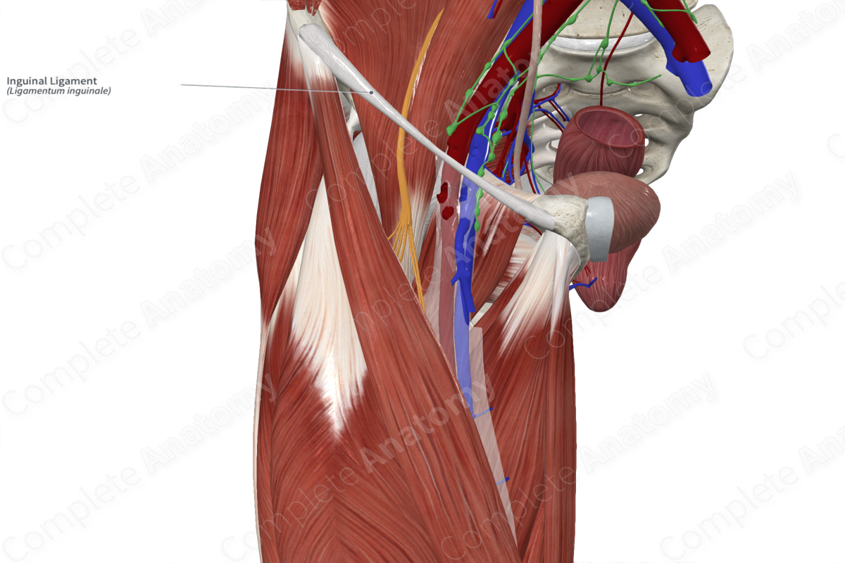 inguinal-ligament-complete-anatomy