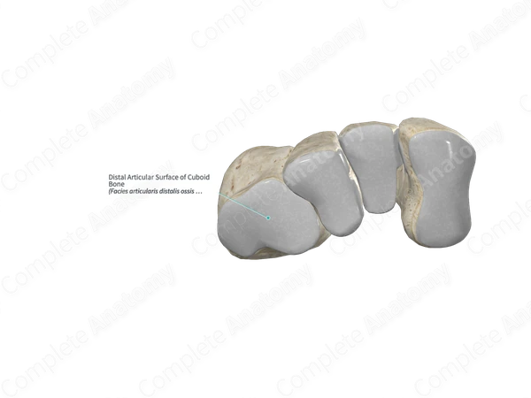 Distal Articular Surface of Cuboid Bone 