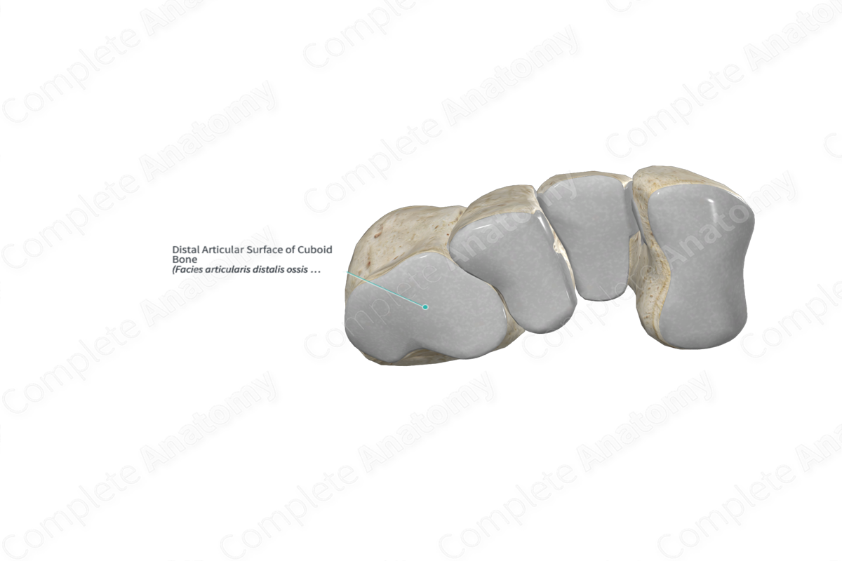 Distal Articular Surface of Cuboid Bone 