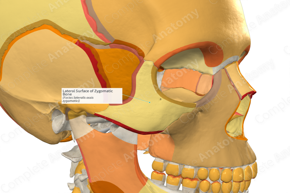 Lateral Surface of Zygomatic Bone