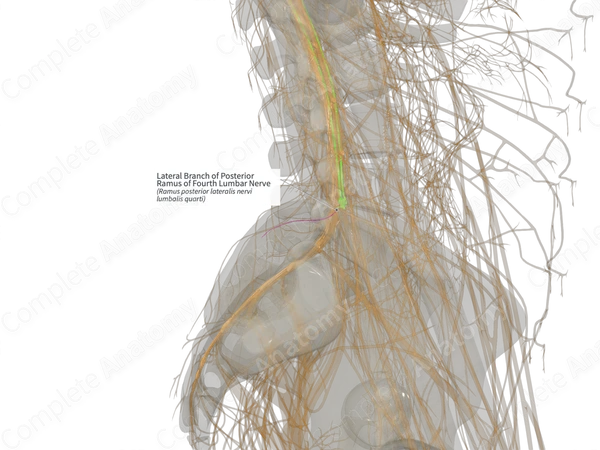 Lateral Branch of Posterior Ramus of Fourth Lumbar Nerve (Left)