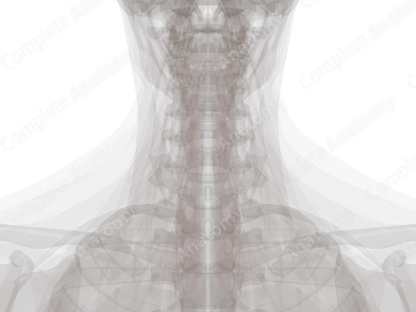 Cricoarytenoid Joint
