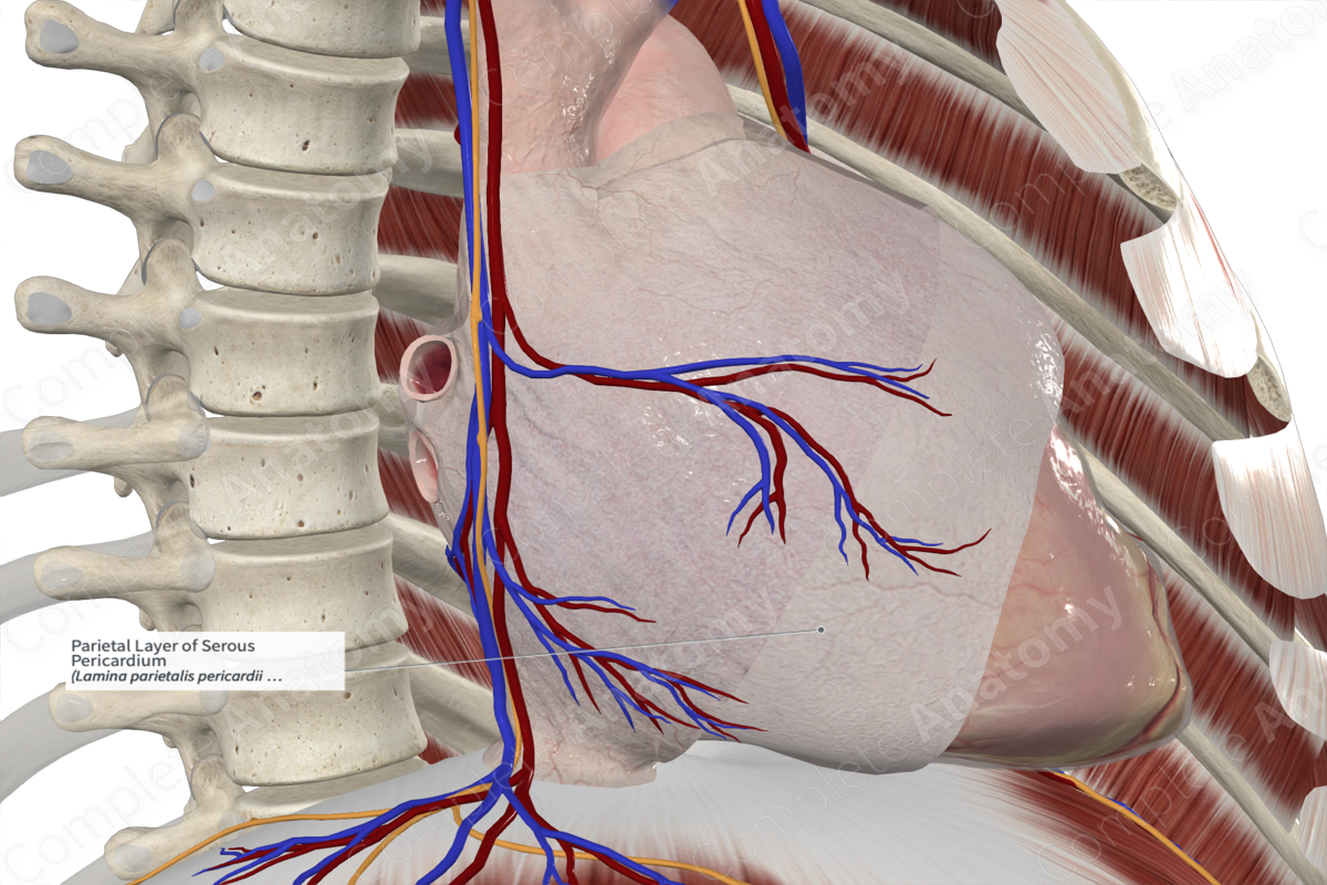 Parietal Layer of Serous Pericardium