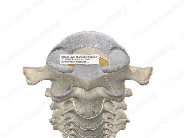 Fibrous Layer of Articular Capsule of Lateral Atlantoaxial Joint