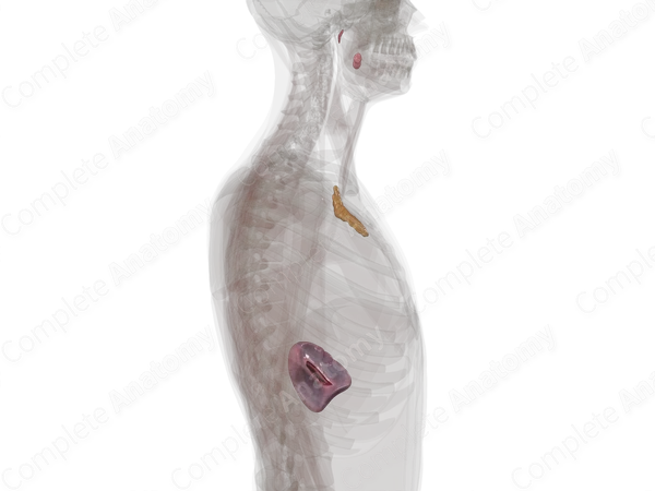 Lymphoid Organs