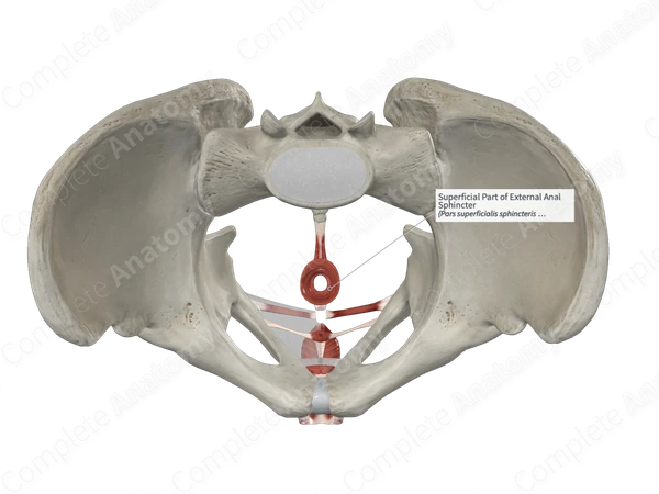 Superficial Part of External Anal Sphincter