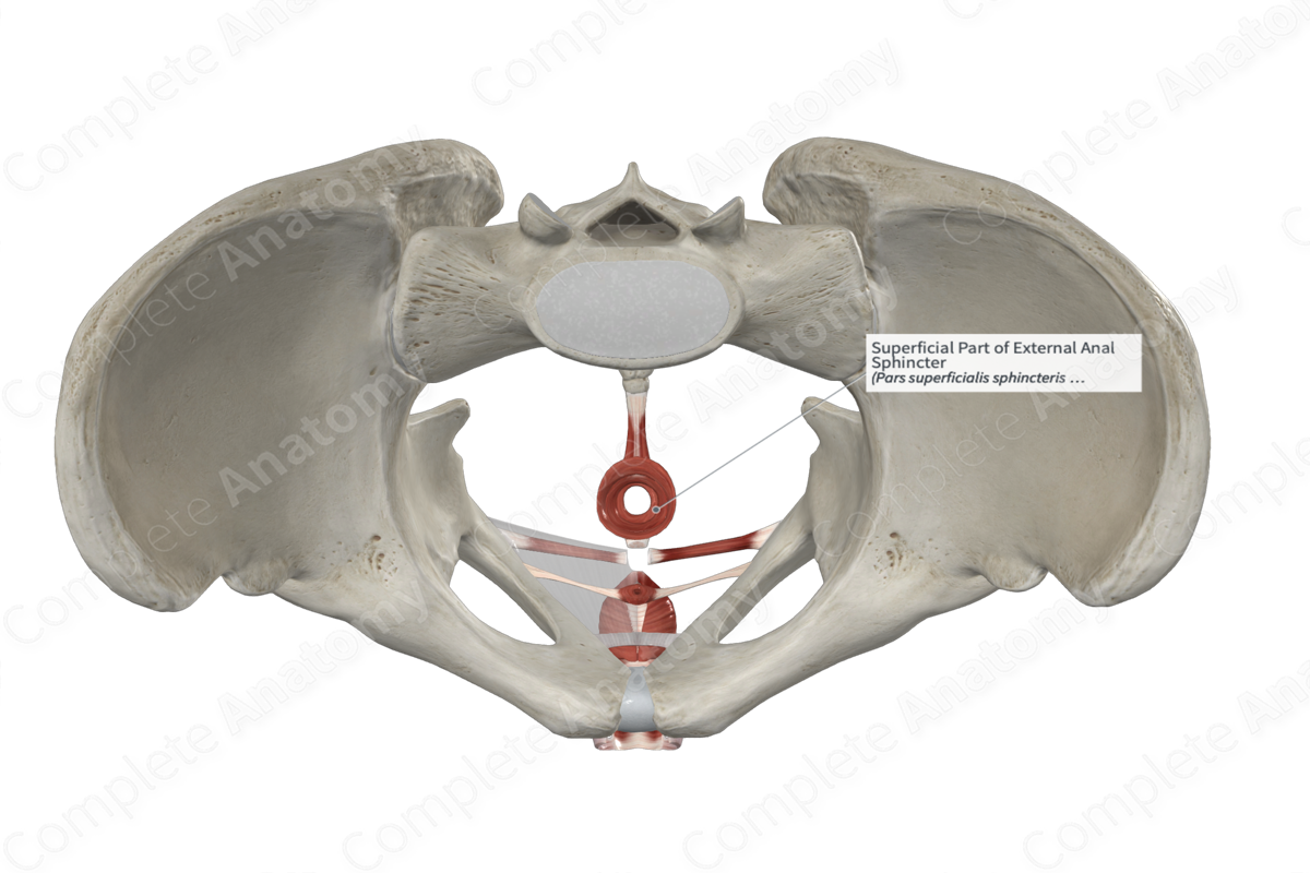 Superficial Part of External Anal Sphincter