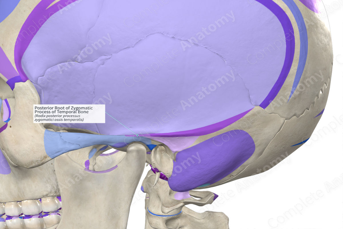 Posterior Root of Zygomatic Process of Temporal Bone