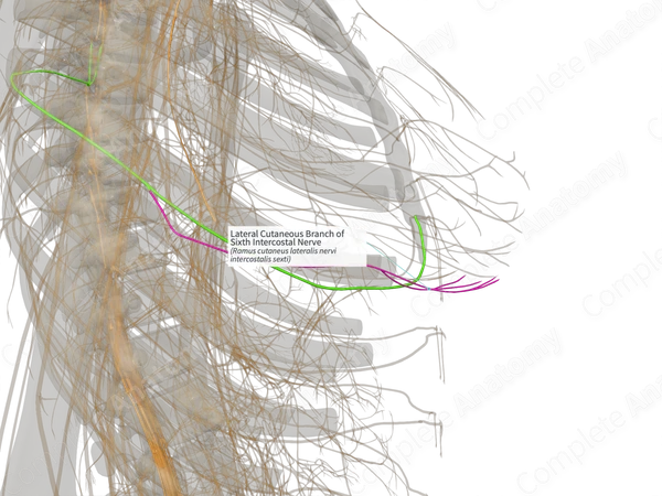Lateral Cutaneous Branch of Sixth Intercostal Nerve (Left)