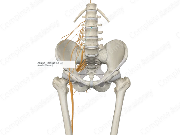 Anulus Fibrosus (L2-L3)