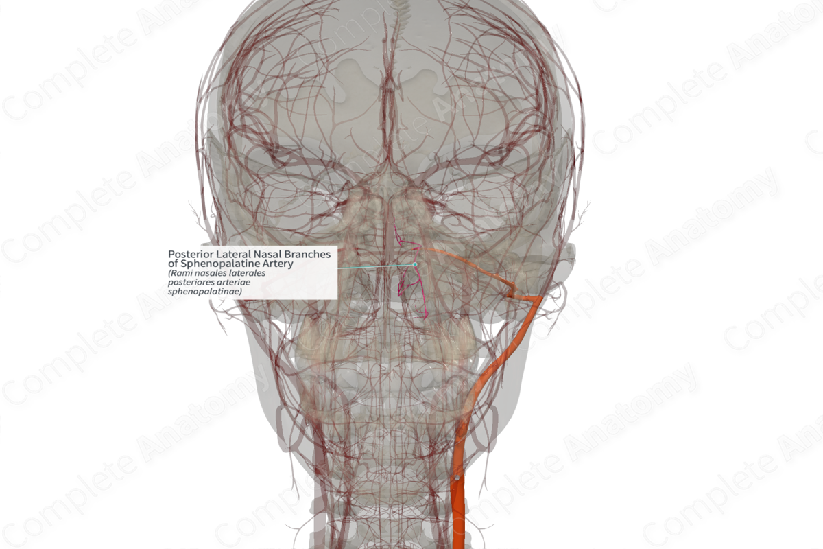 Posterior Lateral Nasal Branches of Sphenopalatine Artery (Left ...