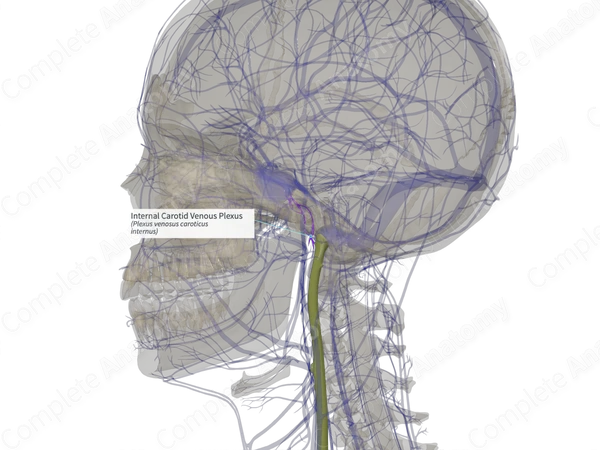 Internal Carotid Venous Plexus (Right)