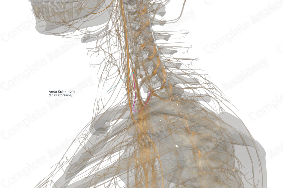 Ansa Subclavia (Right) Complete Anatomy