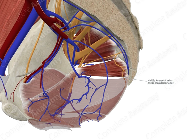 Middle Anorectal Veins 