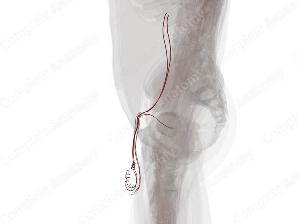 Arteries of Male Internal Genitalia