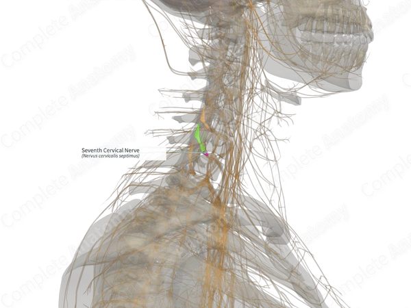 Seventh Cervical Nerve (Left)