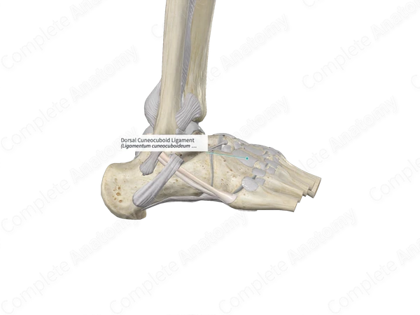 Dorsal Cuneocuboid Ligament