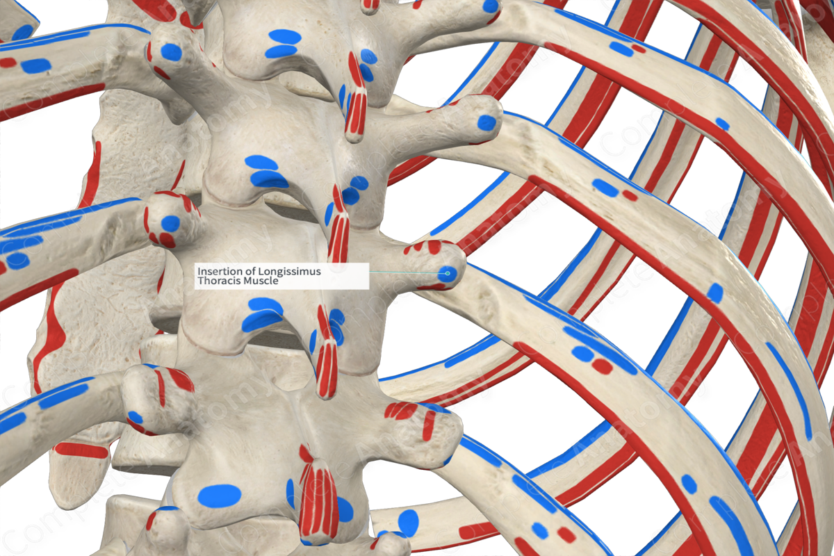 Insertion of Longissimus Thoracis Muscle