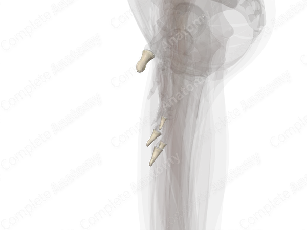 Distal Phalanges of Hand (Left)