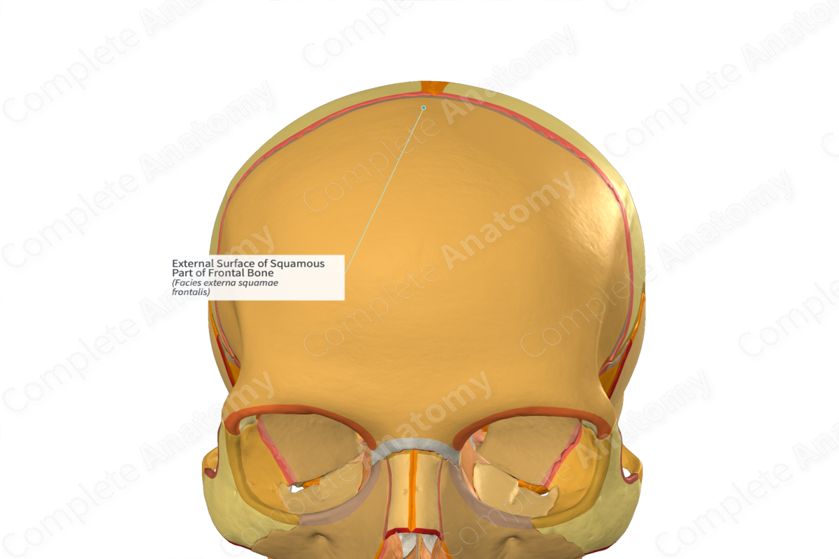 External Surface of Squamous Part of Frontal Bone