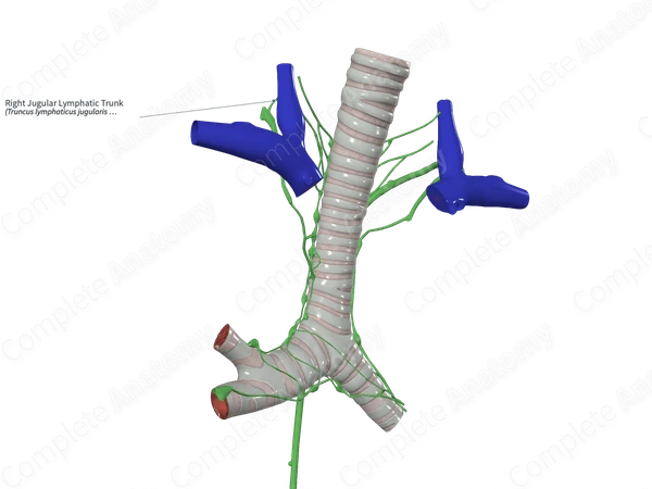 Right Jugular Lymphatic Trunk