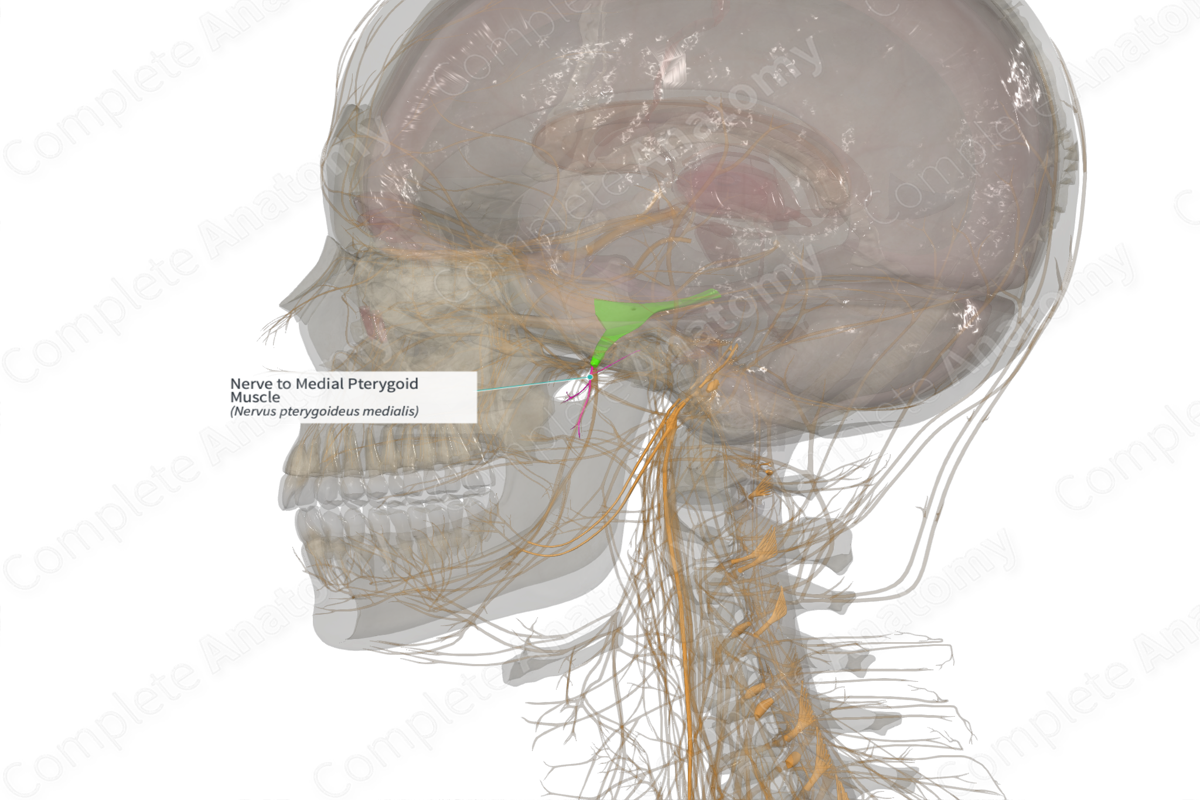 Nerve to Medial Pterygoid Muscle (Left)