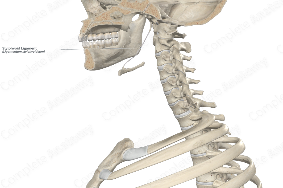 Stylohyoid Ligament 