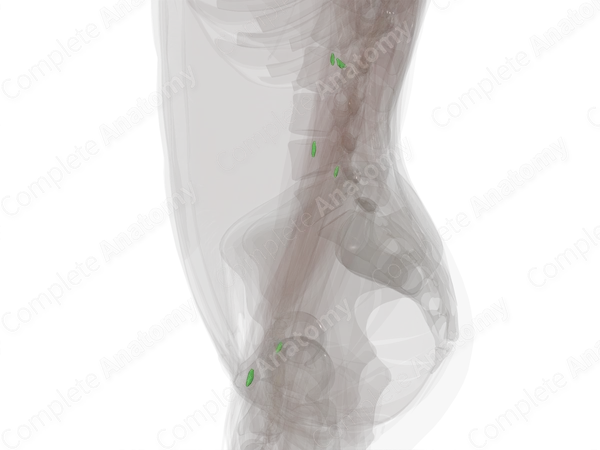 Lymph Nodes of Forearm (Left)
